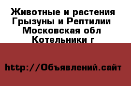 Животные и растения Грызуны и Рептилии. Московская обл.,Котельники г.